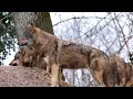 Real Animal Sounds for Toddlers| Learn wild & Farm Animals | 4K