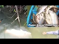 Setrum Ikan Air Asin/Payau Panen Kakap Monster2