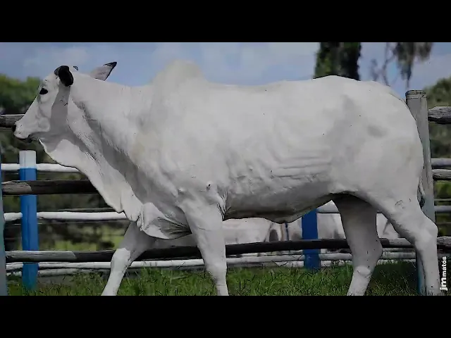 Matriz Nelore SGN - 2395