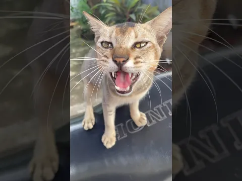 My cat’s Reaction to Eat Fish #ytshorts #cat