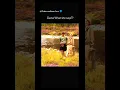 Download Lagu Guess What Diana said ? #diana #princessdiana #fypシ゚viral #shorts #royalfamily #edit #ladydiana