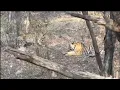 Male Leopard fighting back Tiger