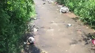 شيلة أنا ضحية في الغربة أبو حنظلة السوداني 