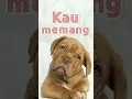 Download Lagu KRTG - Kau Memang Anjing