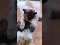 Download Lagu #65 DEMPLON Beauty Care Session #shorts #cutecat #funnyvideo #viralcats #viralshorts