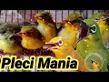 Download Lagu Masteran Terbaru Cetak Pleci Jawara Paling di Segani Di PerLombaan