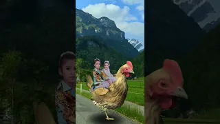 دجاجتي الكبيرة تعيش بالحظيرة 