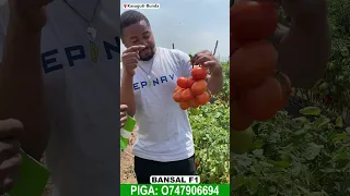 MATUNDA 14 KWENYE KIKONYO KIMOJA CHA MBEGU YA NYANYA BANSAL F1 