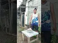 Manu' kow yari Fulana akkang tu Manukkaw hahaha #funny #comedy