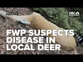 FWP suspects hemorrhagic disease behind deer deaths near Missoula Frenchtown
