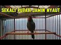 Lagu Poksay MANDARIN gacor cocok untuk pancingan poksay MANDARIN supaya cepat bunyi gacoR