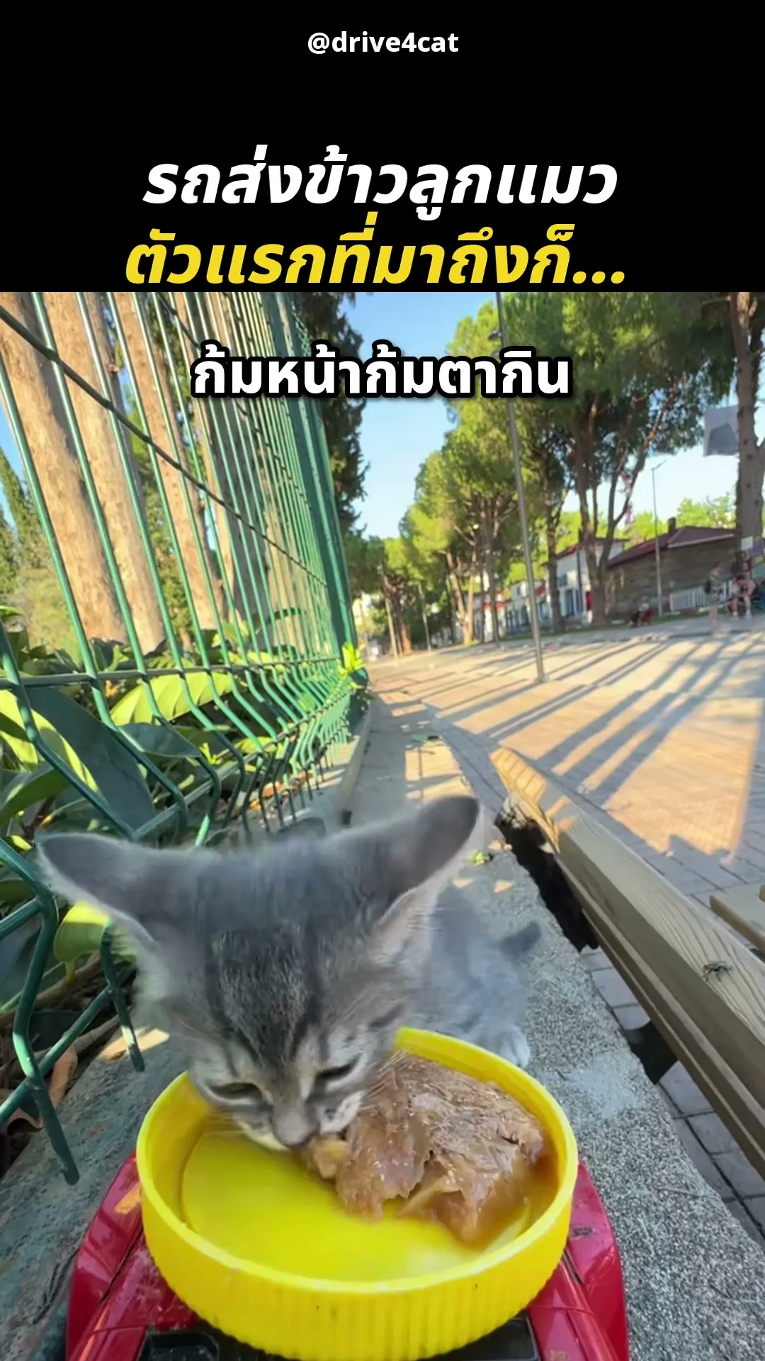 ลูกค้าประจำตัวจิ๋ว 😹🍽️