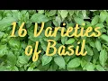 Download Lagu Did you try these 16 Varieties of Basil? My most and least favorite types of basil