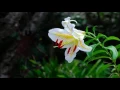 ここにしか咲かない花 - コブクロ[BGM]Kokonishika Sakanai Hana - Kobukuro(日本テレビ系ドラマ『瑠璃の島』主題歌)