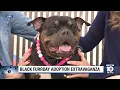 Humane Society of Broward County seeks loving home for furry friends on Black Furrday