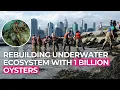 NYC Is Dumping One Billion Oysters Into Its Harbor—And It's Working\