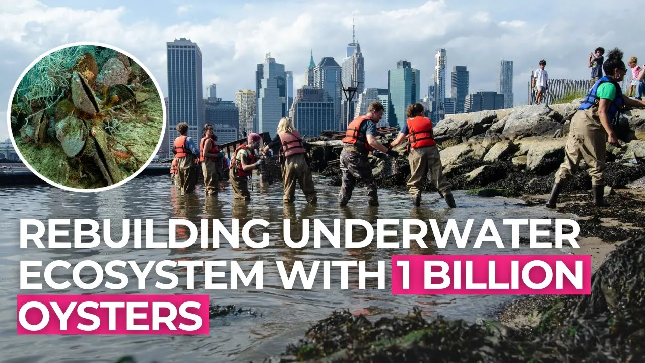 NYC Is Dumping One Billion Oysters Into Its Harbor—And It's Working"