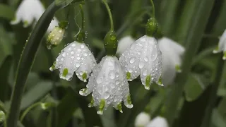                                   دندنها