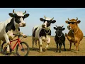 Download Lagu Puluhan sapi lembu jinak berbaris rapi mengawali perjalanan panjang menuju lahan hijau rerumputan
