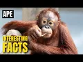 Download Lagu Amazing facts of Ape | Interesting Facts | The Beast World