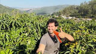 SO ASSIM DA PARA ACABAR COM A ERVA DANINHA NAS PLANTAS