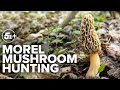 Foraging in Arkansas Morel mushroom hunting expert tells all