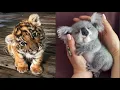 Download Lagu Cute Baby Animals Videos Compilation | Funny and Cute Moment of the Animals #14 - Cutest Animals