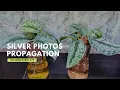 How to Grow Satin Pothos Faster Scindapsus Pictus Propagation from Cuttings