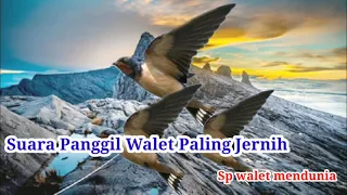 Download Suara Panggil Walet Paling Jernih MP3