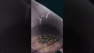 قلبي يحدثني بأنك متلفي التهامي قلب صوفي 