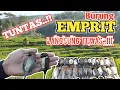 Cara Mengatasi Serangan Hama Burung Emprit/Pipit di Lahan Padi//Praktis dan Terbukti Ampuh!!