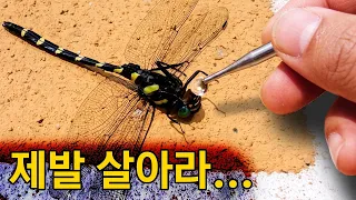 폭염에 쓰러진 장수잠자리에게 물을 주었더니...