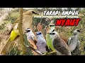 Download Lagu trucukan gacor TARUNG ROPEL PANJANG pancingan trucukan agar bunyi jadikan burung trucuk gacor EMOSI