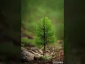 Download Lagu Growing AI Pine Tree