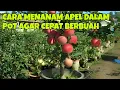 Download Lagu CARA MENANAM APEL DALAM POT AGAR CEPAT BERBUAH