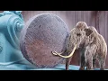 Download Lagu HET OUDSTE HOUT TER WERELD! – Kauri wordt 50.000 jaar oud!