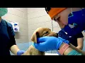 Spay Neuter Clinic