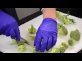 Cutting Broccoli Florets and Stems