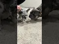 Kash loves his new brothers