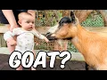 Download Lagu De eerste keer dat mijn baby naar de dierentuin gaat!