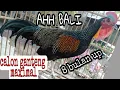 Download Lagu ayam hutan hijau muda istimewa!!. suara khas buat pancingan biar cepat birahi dan berkokok.