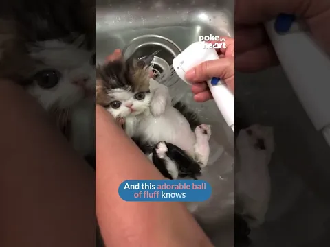 most adorable kitten ever? ❤️ #kittenshorts #spaday #bathtime #love