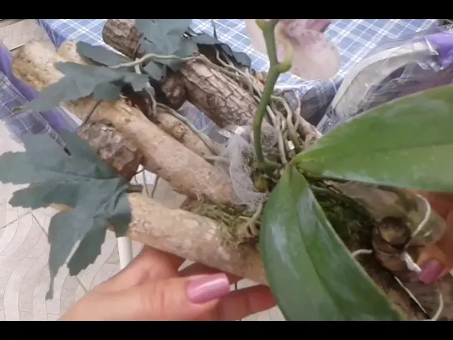 TRONCO ECOLÓGICO OU NATURAL PARA ORQUÍDEAS/ MINHA OPINIÃO