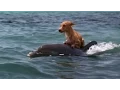 Lagu DOLPHIN \u0026 DOG SPECIAL FRIENDSHIP - Vangelis: Song Of The Seas