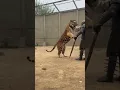 Lagu Tiger: Regretted that bite immediately. #SpikedArmor #ZooTest #funnyanimals #shorts