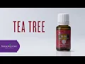 Tea Tree Essential Oil Benefits Uses Young Living Essential Oils