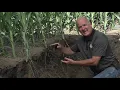 Helping Corn Roots Thrive