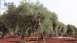 بدء موسم قطاف الزيتون في حقول جنديرس بريف عفرين وسط توقعات بوفرة في الإنتاج 