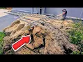 Download Lagu A shocking find in an ancient oak stump