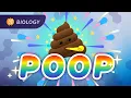 Download Lagu How Animals Turn Resources Into Waste: The Poop Episode: Crash Course Biology #43